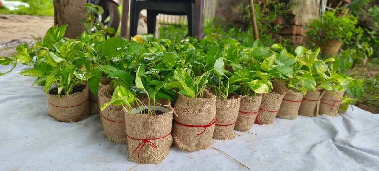 Premium Plant Gifts 1